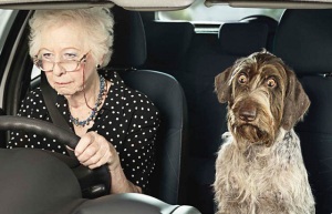 The grandma is your job and the dog is you. Get out of the car now.